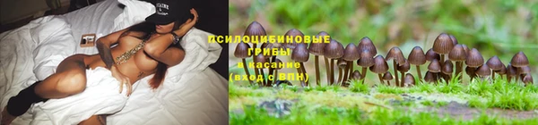 ПСИЛОЦИБИНОВЫЕ ГРИБЫ Новодвинск
